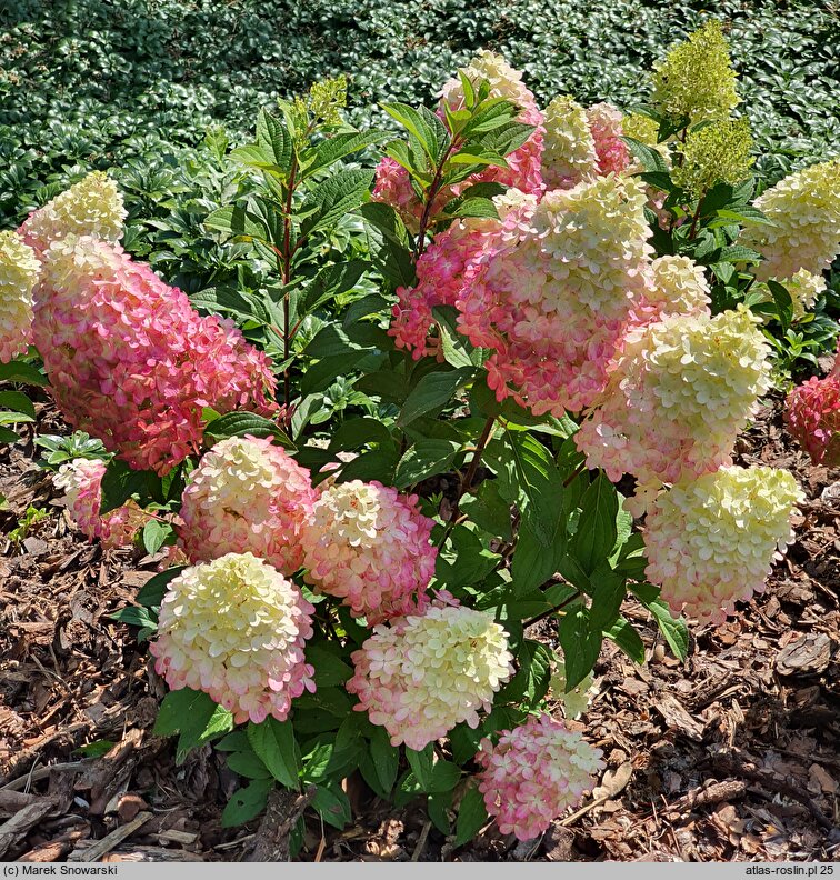 Hydrangea paniculata Pantheon