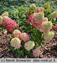 Hydrangea paniculata Pantheon