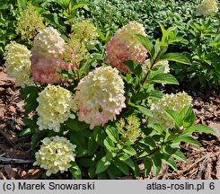 Hydrangea paniculata Pantheon