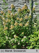 Hydrangea paniculata Rastede