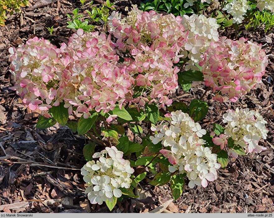 Hydrangea paniculata Panthera