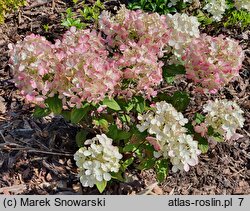 Hydrangea paniculata Panthera