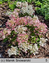 Hydrangea paniculata Panthera