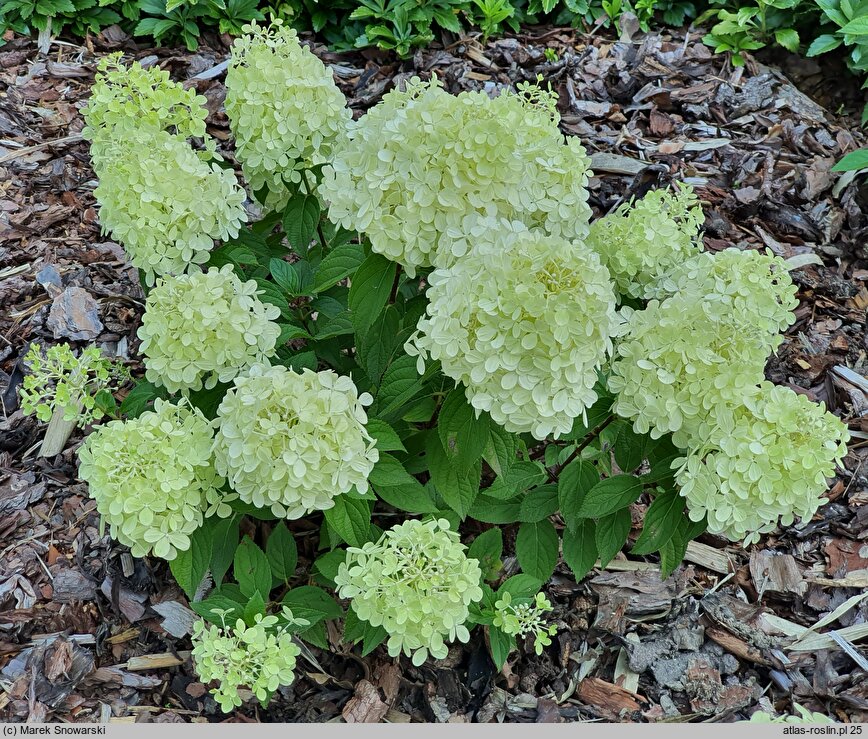 Hydrangea paniculata Panatella