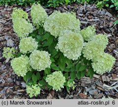 Hydrangea paniculata Panatella