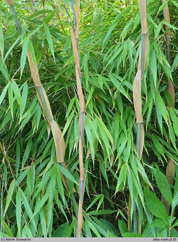 Fargesia scabrida cv. Asian Wonder (Fargezja szorstka 