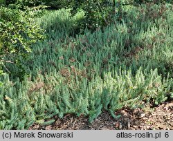 Petrosedum rupestre (rozchodnik ościsty)