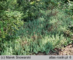 Petrosedum rupestre (rozchodnik ościsty)