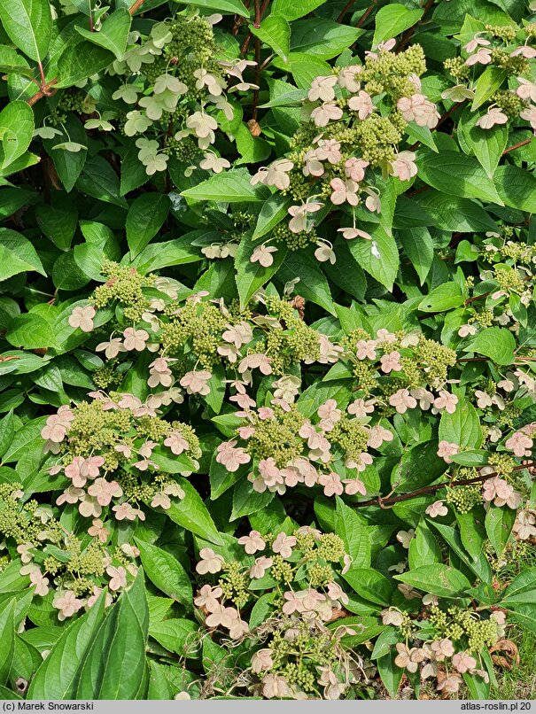 Hydrangea paniculata Prim'White