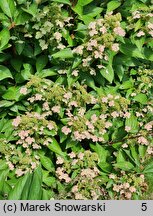 Hydrangea paniculata Prim'White