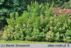 Hydrangea paniculata Prim'White