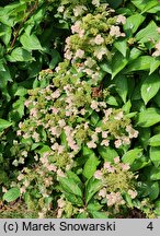 Hydrangea paniculata Prim'White