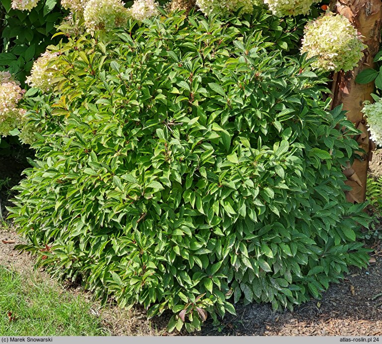 Viburnum farreri December Dwarf