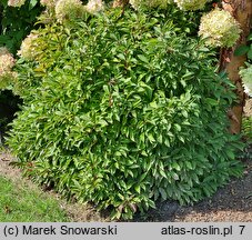 Viburnum farreri December Dwarf