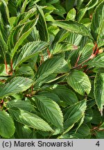 Viburnum farreri December Dwarf