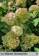 Hydrangea paniculata Zwijnenburg