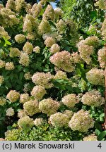 Hydrangea paniculata Zwijnenburg