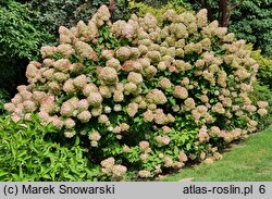 Hydrangea paniculata Zwijnenburg