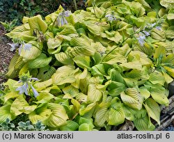 Hosta Tortilla Chip