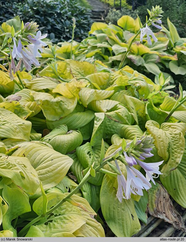 Hosta Tortilla Chip