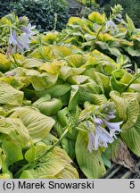 Hosta Tortilla Chip