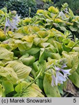 Hosta Tortilla Chip