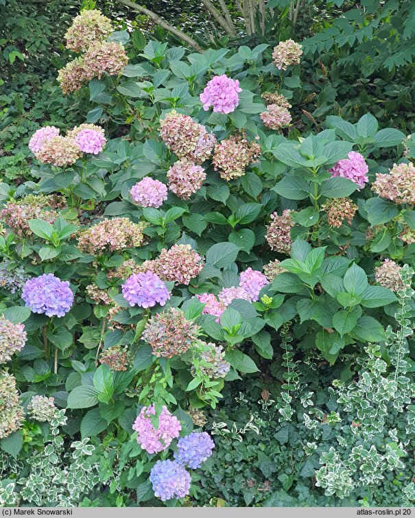 Hydrangea macrophylla Gertrud Glahn