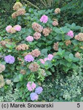 Hydrangea macrophylla Gertrud Glahn