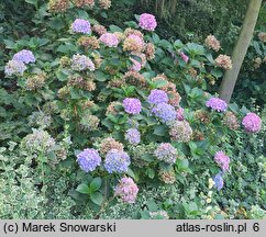 Hydrangea macrophylla Gertrud Glahn