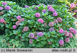 Hydrangea macrophylla Schöne Bautznerin