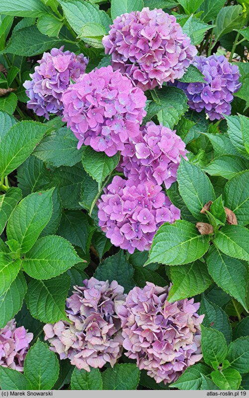 Hydrangea macrophylla Schöne Bautznerin