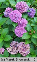 Hydrangea macrophylla Schöne Bautznerin