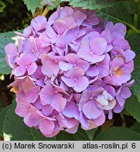 Hydrangea macrophylla Schöne Bautznerin