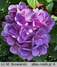 Hydrangea macrophylla Schöne Bautznerin