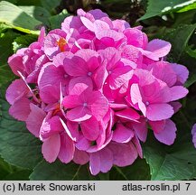 Hydrangea macrophylla Schöne Bautznerin