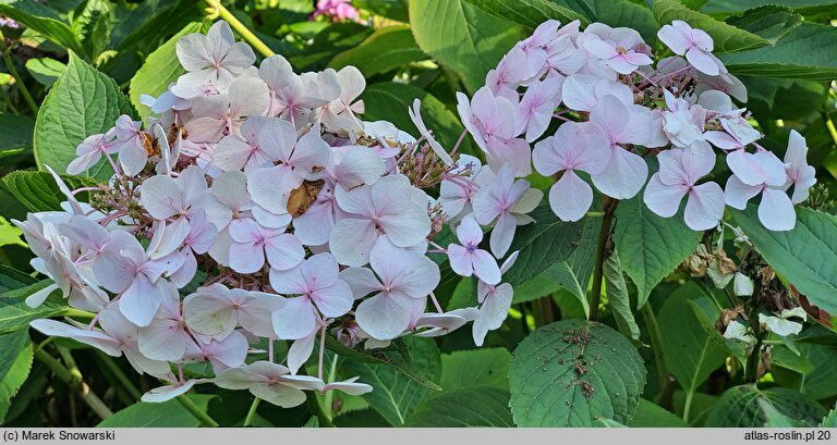 Hydrangea macrophylla Brympton Mauve