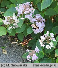 Hydrangea macrophylla Brympton Mauve