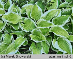 Hosta Shade Fanfare