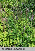 Hosta clausa var. normalis