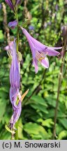 Hosta clausa var. normalis