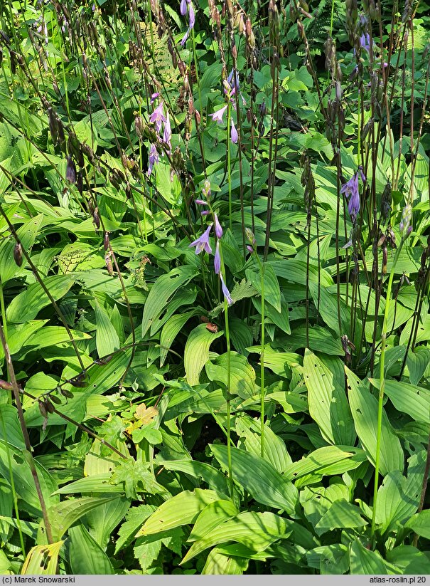 Hosta clausa var. normalis