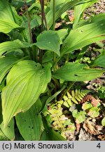 Hosta clausa var. normalis