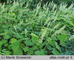 Heuchera villosa var. macrorhiza