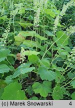 Heuchera villosa var. macrorhiza