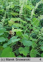 Heuchera villosa var. macrorhiza