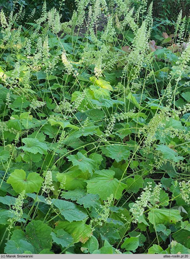 Heuchera villosa var. macrorhiza
