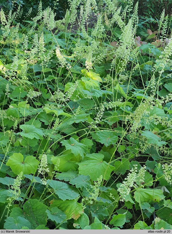 Heuchera villosa var. macrorhiza