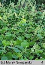 Heuchera villosa var. macrorhiza