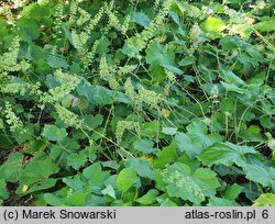 Heuchera villosa var. macrorhiza