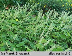 Heuchera villosa var. macrorhiza